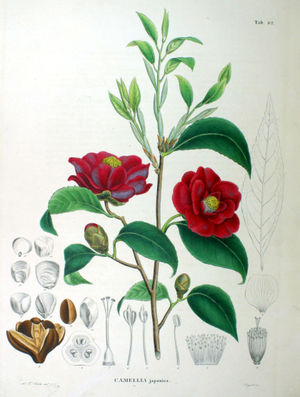 Illustration der Kamelie (Camellia japonica)