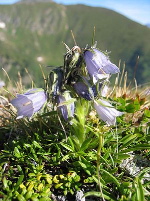 Alpen-Glockenblume (Campanula alpina)