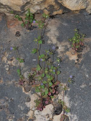 Campanula erinus 1.JPG