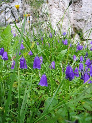 Dunkle Glockenblume (Campanula pulla)