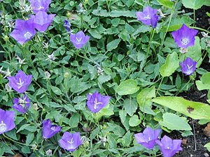 Campanula raineri (BG Wroclaw)-1.JPG