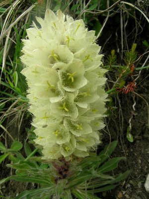 Strauß-Glockenblume (Campanula thyrsoides)