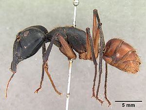 Camponotus gigas borneensis casent0102091 profile 1.jpg