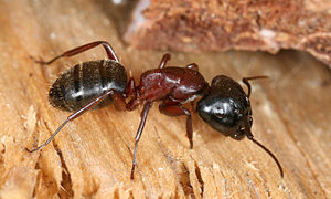 Rossameise (Camponotus ligniperda)