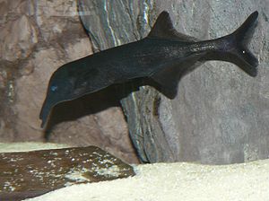 Campylomormyrus elephas12.jpg