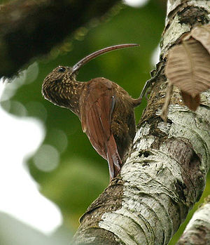 Campylorhamphus trochilirostris -NW Ecuador-8.jpg