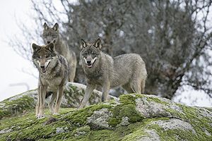 Iberischer Wolf (Canis lupus signatus)