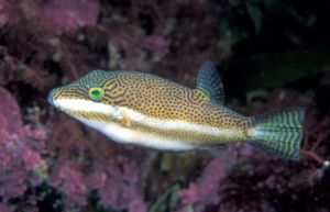 Clown-Spitzkopfkugelfisch(Canthigaster callisterna)