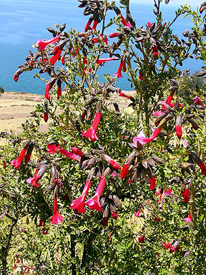 Cantua buxifolia auf der Insel Taquile (Peru) im Titicacasee