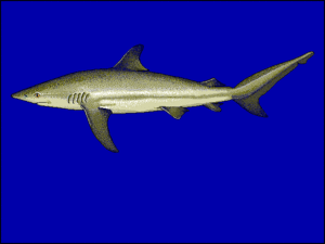 Schwarzhai (Carcharhinus obscurus)