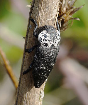 Pfirsichprachtkäfer (Capnodis tenebrionis)