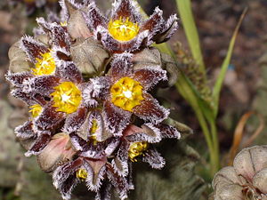 Burchards Fliegenblume (Apteranthes burchardii)