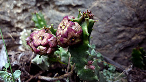 Apteranthes europaea ssp. europaea