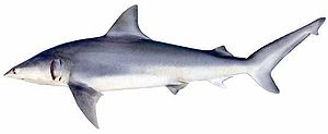 Feinzahnhai (Carcharhinus isodon)