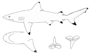 Carcharhinus leiodon nmfs.png