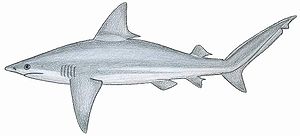 Sandbankhai (Carcharhinus plumbeus)