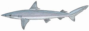 Atlantischer Zwerghai (Carcharhinus porosus)