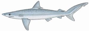 Atlantischer Nachthai (Carcharhinus signatus)