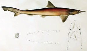 Spatennasenhai (Scoliodon laticaudus) aus der Erstbeschreibung von Müller & Henle, 1838