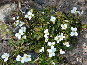 Cardamine corymbosa Hersfeld.jpg