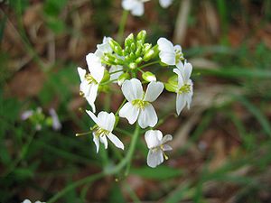 Sand-Schaumkresse (Arabidopsis arenosa)