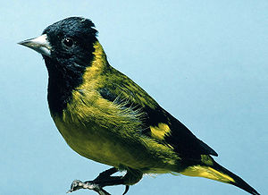 Carduelis notata.jpg