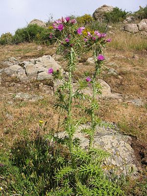 Carduus cephalanthus