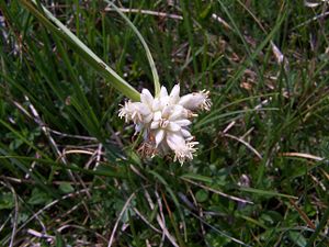 Monte-Baldo-Segge (Carex baldensis)