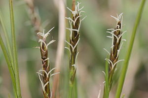 Davalls Segge (Carex davalliana), weibliche Blütenähren