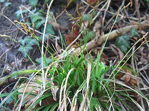 Finger-Segge (Carex digitata)