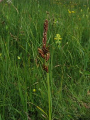 Zweizeilige Segge (Carex disticha)