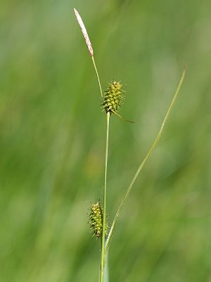 Schuppenfrüchtige Gelb-Segge (Carex lepidocarpa)