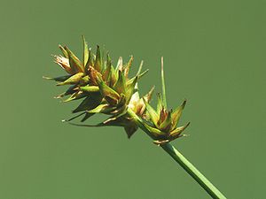 Hain-Segge (Carex otrubae)