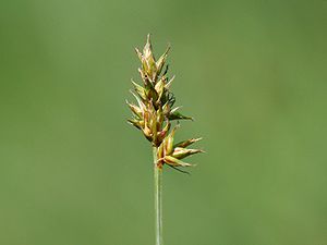 Pairas Segge (Carex pairae)