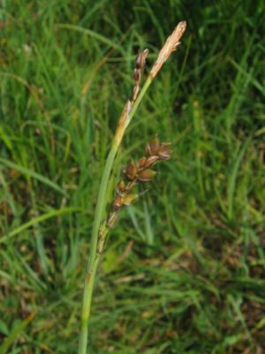 Hirse-Segge (Carex panicea)