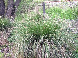 Rispen-Segge (Carex paniculata), typischer Bult