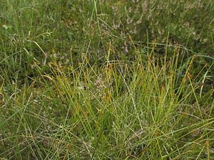 Carex pauciflora.jpg
