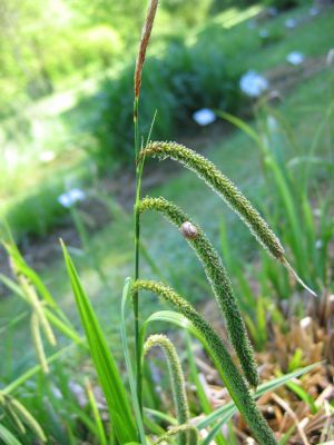 Hänge-Segge (Carex pendula)