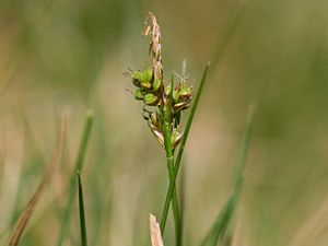 Pillen-Segge (Carex pilulifera)