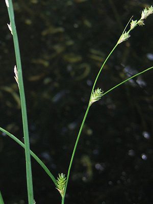 Winkel-Segge (Carex remota)