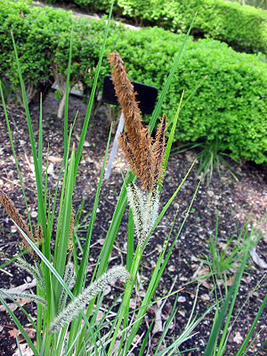 Carex riparia variegata.jpg