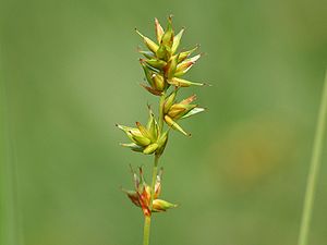 Stachel-Segge (Carex spicata)