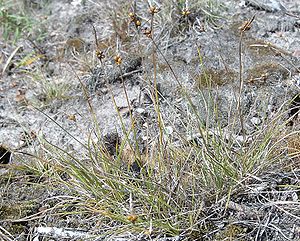 Carex supina kz2.jpg
