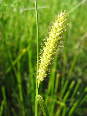 Blasen-Segge (Carex vesicaria)