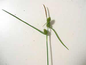 Späte Gelb-Segge (Carex viridula)
