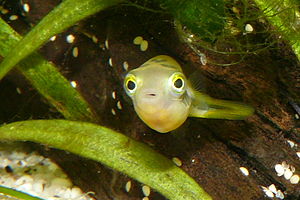 Zwerg-Kugelfisch (Carinotetraodon travancoricus)