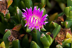 Karkalla (Carpobrotus rossii)