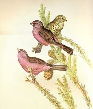 Zeichnung des Rosenmantelgimpels (Carpodacus rhodochlamys) von John Gould