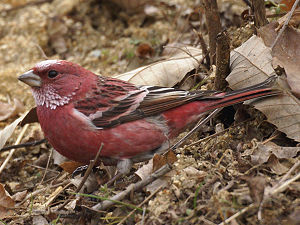 Männchen des Rosengimpels (Carpodacus roseus)