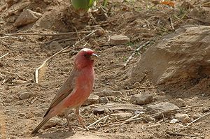 Männchen des Einödgimpels (Carpodacus synoicus)